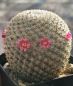 Preview: Mammillaria tlalocii